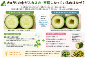 中心部分に空洞があるきゅうりの断面